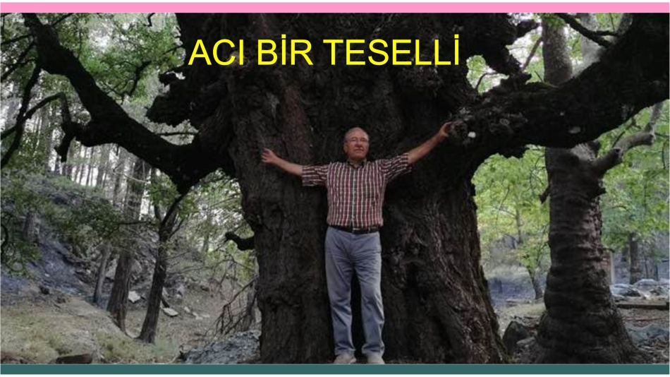 Acı Bir Teselli