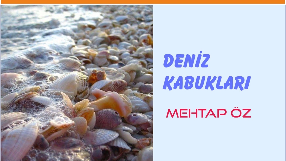 DENİZ KABUKLARI